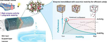 新型生物催化膜可有效稳定地去除微量污染物