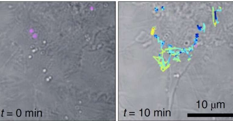 拉曼光谱广泛用于分析科学通过分子结构指纹识别分子