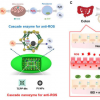 用于活性氧清除抗炎治疗的设计师纳米酶