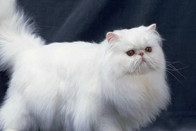 教育新闻：知识科普:哪种猫猫由于生理构造容易有泪痕