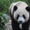 教育新闻：知识科普:大熊猫的走路方式是什么样子的