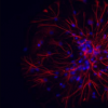 金纳米粒子拯救神经元免于细胞死亡