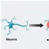 纳米粒子从光中产生热量来操纵神经元中的电活动