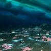 南极甲烷泄漏气候变化影响可能巨大