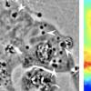 UCI研究人员创造了具有鱿鱼透明度的人体细胞