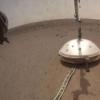 宇航局的InSight分享了两段火星地震的录音