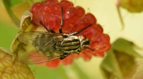 悉尼大学研究人员发现昆虫会感到慢性疼痛