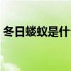 冬日蝼蚁是什么意思（热锅上蝼蚁什么意思）