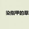 染指甲的草叫啥名（染指甲草什么意思）