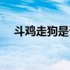 斗鸡走狗是词语吗（斗鸡走狗什么意思）
