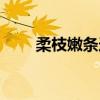 柔枝嫩条造句（柔枝嫩条什么意思）