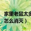 家里老鼠太多怎么消灭妙招姐（家里老鼠太多怎么消灭）