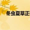 冬虫夏草正确吃法（冬虫夏草什么意思）
