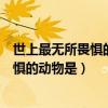 世上最无所畏惧的动物人称平头哥（被称为世界上最无所畏惧的动物是）