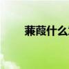 蒹葭什么意思（蒹葭伊人什么意思）