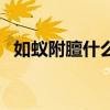 如蚁附膻什么意思啊（如蚁附膻什么意思）