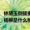 林黛玉倒拔垂杨柳一类的句子（林黛玉倒拔垂杨柳是什么梗）