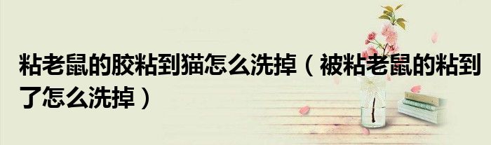 粘老鼠的胶粘到猫怎么洗掉（被粘老鼠的粘到了怎么洗掉）