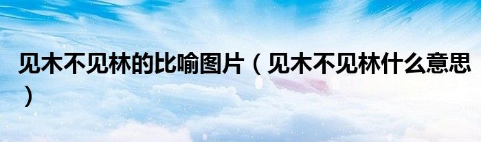 见木不见林的比喻图片（见木不见林什么意思）