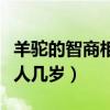 羊驼的智商相当于几岁小孩（羊驼智商相当于人几岁）