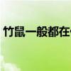 竹鼠一般都在什么地方（竹鼠吃什么长得快）