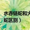 水赤链蛇和火赤链蛇的区别（水赤链与火赤链蛇区别）
