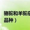 骆驼和羊驼杂交品种长什么样（羊驼有多少种品种）