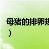 母猪的排卵规律正确的是（如何确认母猪排卵）
