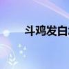 斗鸡发白怎么治（斗鸡发白怎么治）