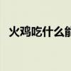 火鸡吃什么能长得快（火鸡吃什么长得快）