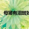 母猪有泪斑如何治疗（是什么原因导致的）