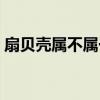 扇贝壳属不属于有害垃圾（扇贝壳什么垃圾）