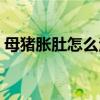 母猪胀肚怎么治疗（母猪涨肚怎么快速解决）