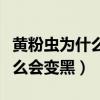 黄粉虫为什么会变黑要怎么治疗（黄粉虫为什么会变黑）