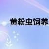 黄粉虫饲养适合温度（黄粉虫饲养密度）