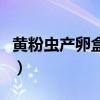 黄粉虫产卵盒怎么制作（黄粉虫饲养盒的制作）