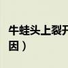 牛蛙头上裂开是什么原因（牛蛙破头是什么原因）