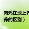 肉鸡在地上养与网上养的区别（肉鸡网养和平养的区别）