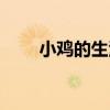 小鸡的生活习性（多大就不怕冷了）