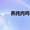 养纯肉鸡需要多少钱（肉鸡好养吗）