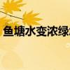 鱼塘水变浓绿怎么处理（是什么原因引起的）