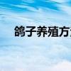 鸽子养殖方法视频全集（鸽子养殖方法）