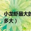 小龙虾最大的能长多大（国产小龙虾最大能长多大）