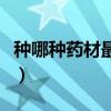 种哪种药材最有价值（有多少种药材可以种植）