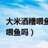 大米酒糟喂鱼的正确方法（酿完酒的酒糟可以喂鱼吗）
