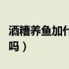 酒糟养鱼加什么配方好（全部用酒糟养鱼可以吗）
