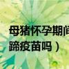 母猪怀孕期间喂什么饲料（怀孕母猪可以打口蹄疫苗吗）