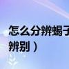 怎么分辨蝎子是野生和养殖的（蝎子雌雄怎样辨别）