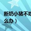 断奶小猪不吃料四肢无力（小猪断奶不吃料怎么办）