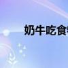 奶牛吃食物小视频（奶牛可以吃吗）